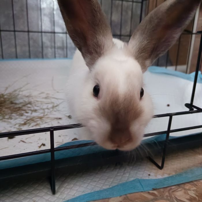 Продаётся декоративный кролик