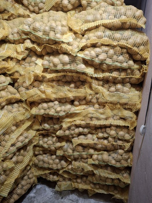 Семе картофи  ,,Сорая"