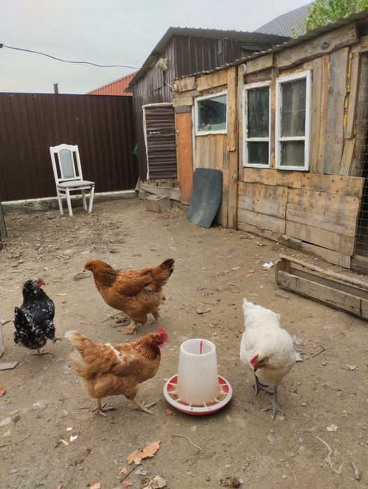 ПродаюКуры домашний