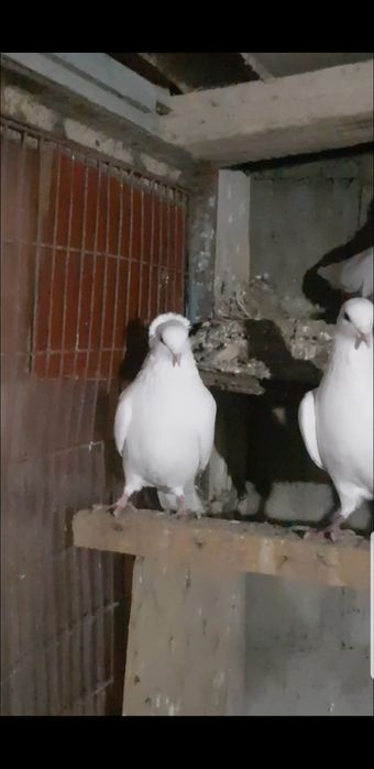 Кушлар сотилади 11 та бор