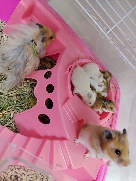 Сирийские хомяки