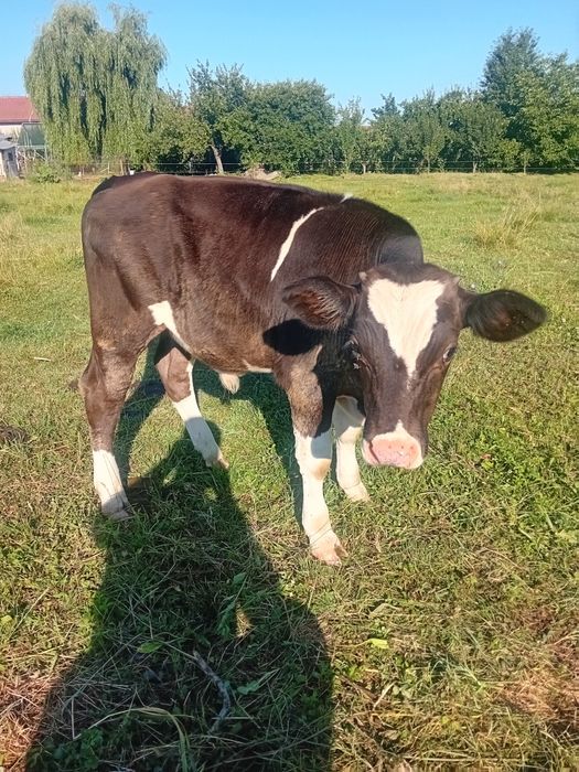 Vând tăuraș de 4 luni