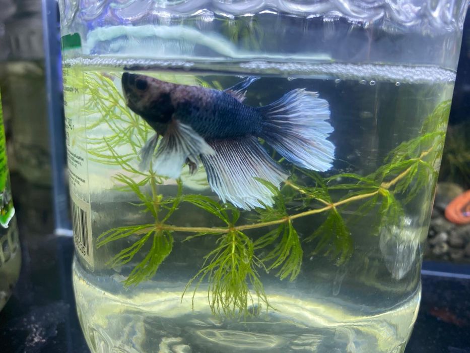 Продам аквариумные растения и рыбок