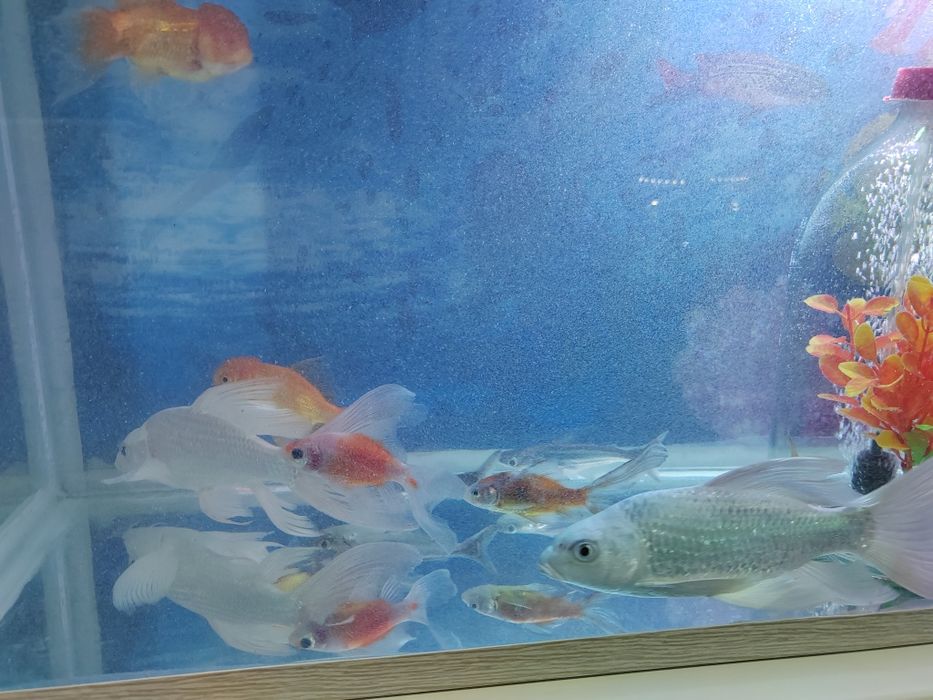 Akvarium аквариум