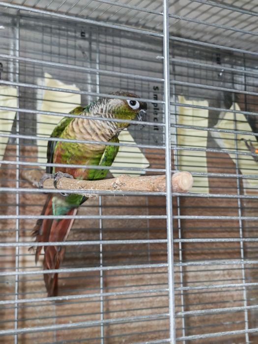 Pereche adulta Conure (Pyrrhura Molinae)
