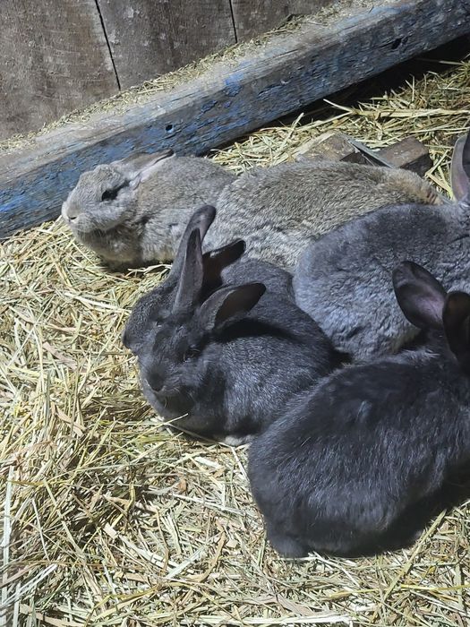 Продам кроликов...