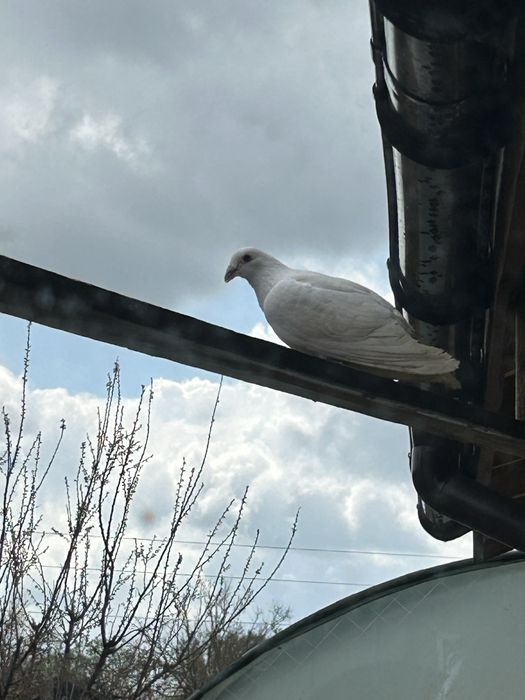 Пощенски гълъби за сватба