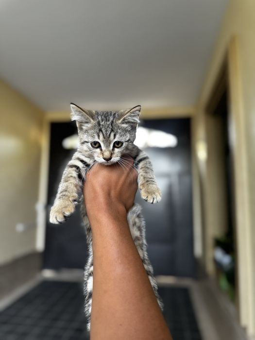 Avito porno konsert tomosha