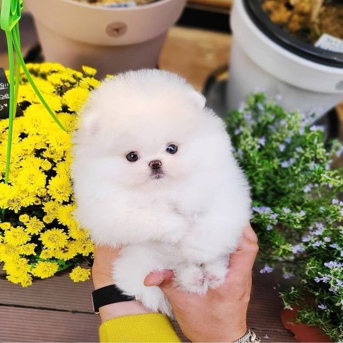 Pomeranian talie mica de vânzare