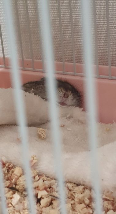 Продам хомяка раион Айтматова