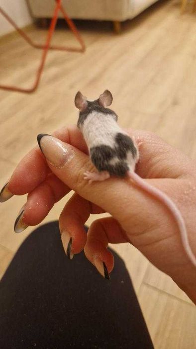 Мини мишка Панда