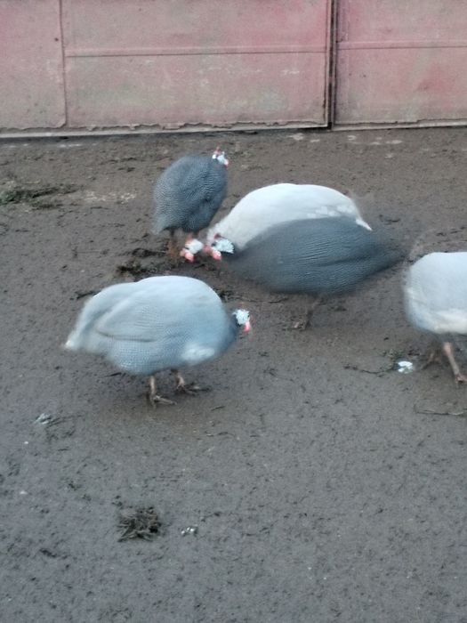 Ultimi 4 bucăți de bibilici