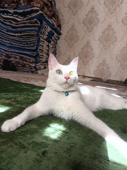 Mushuk sotiladi faqat yaxshi qollarga yoshi 1.2 yosh