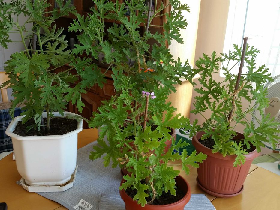 Индрише, красиво, ароматно!