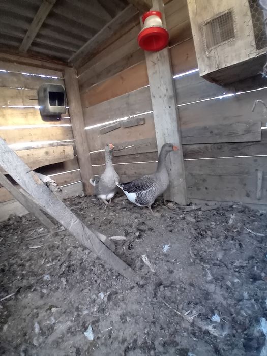 Vand gâște albe și negre