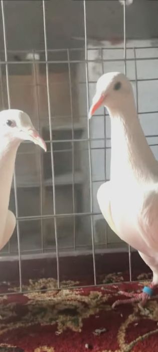 Белые голуби белые