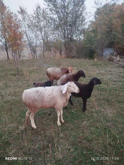 Срочно продам баранов