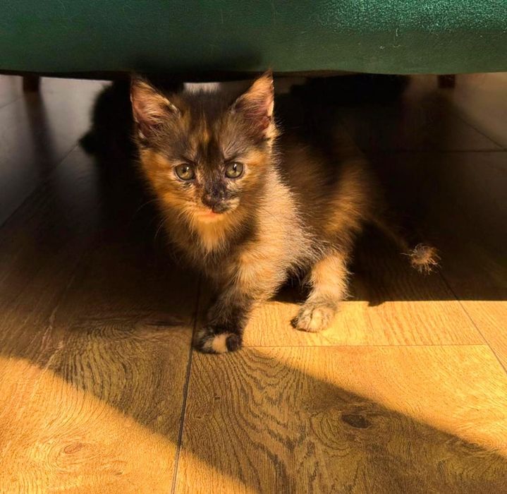 Ищет дом и семью котенок-девочка