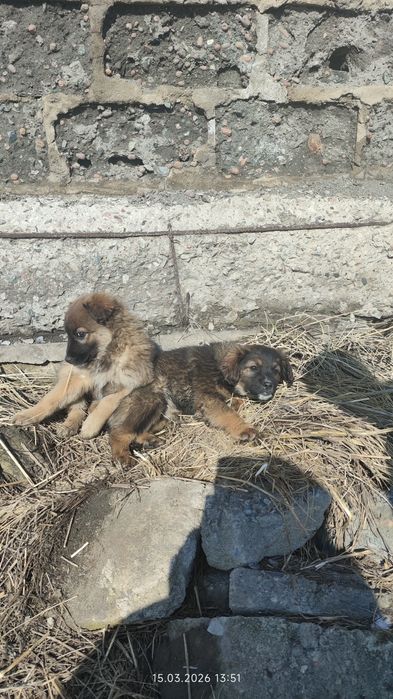 Отдам щенков в добрые руки