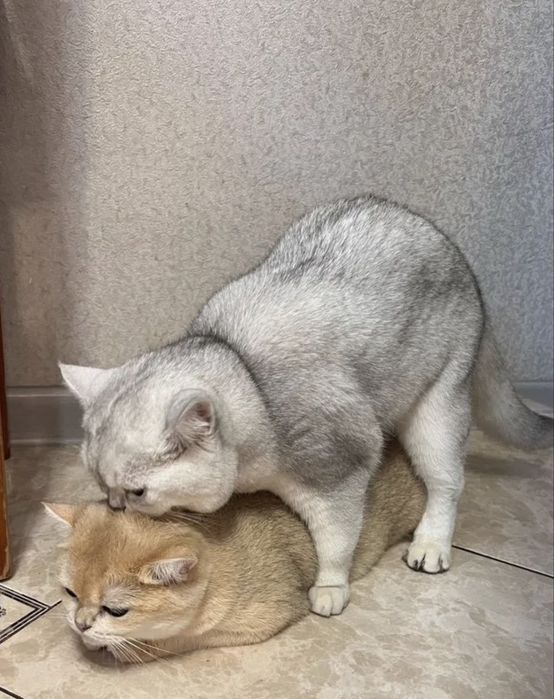 Вязка ! кот приглашает кошек на вязку честая порода