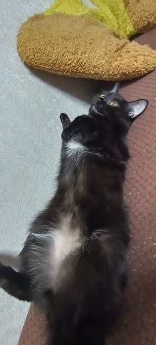 Отдам в добрые руки