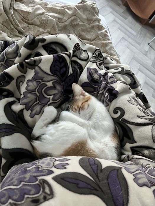 Кошечка ищет кота для вязки