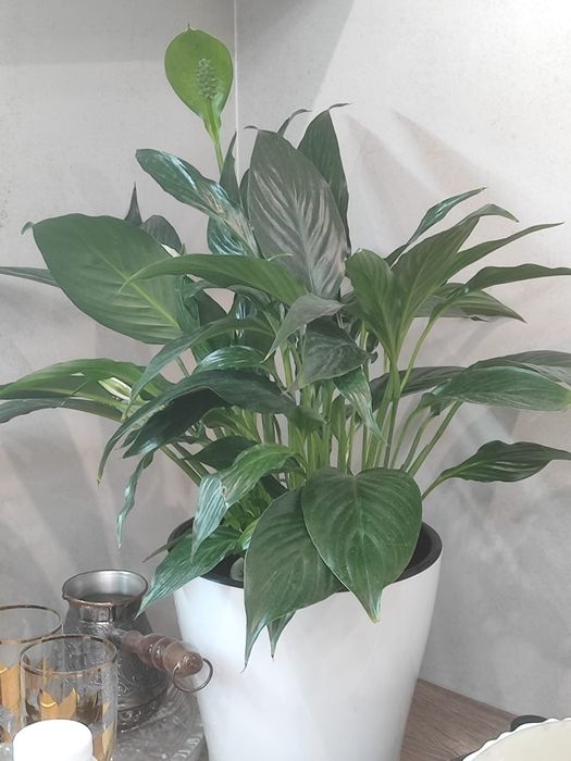 Комнатные растения,