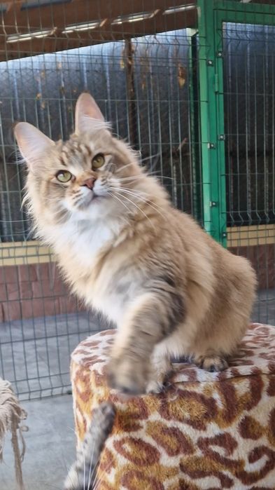 Мейн-кун девочка