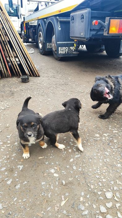 отдам щенков в добрые руки