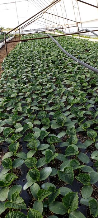 Разсад КРАСТАВИЦИ Тиквички, Пъпеш,Дини