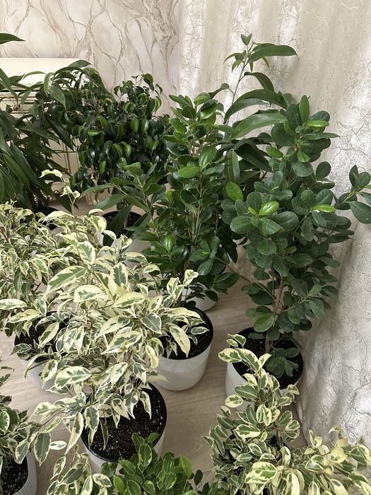 Комнатные цветы разные