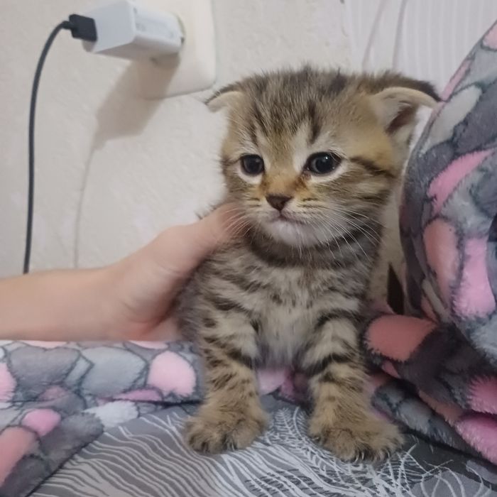 шотландские котята