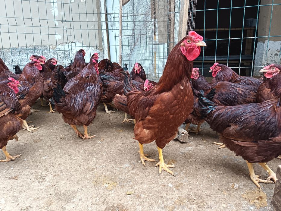 Матични ху́розлар сотилади...