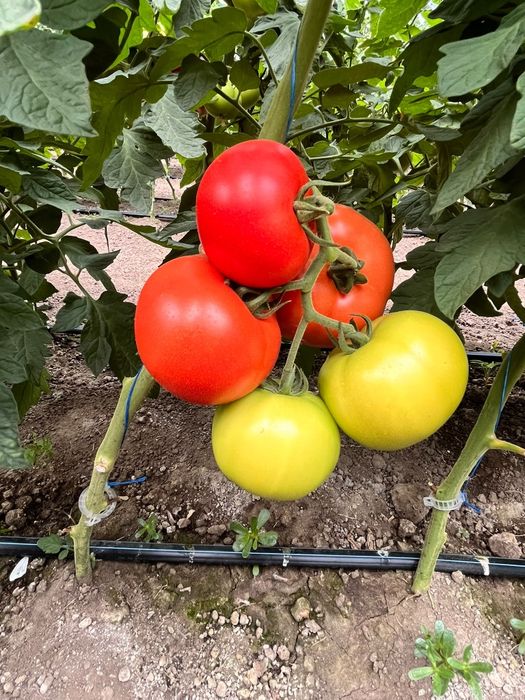 Rosiii de vanzare