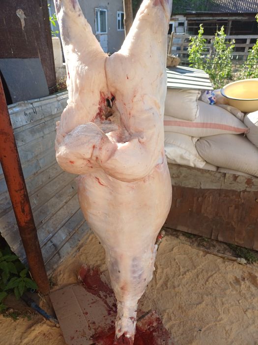 Жирные мясо баранина