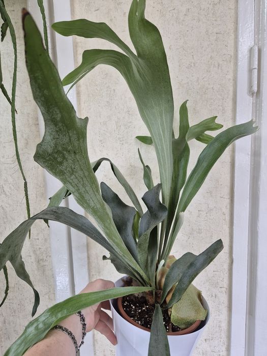 Папоротник Платицериум