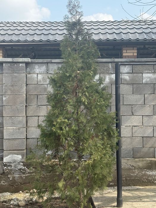 Туя Тянь-Шаньская