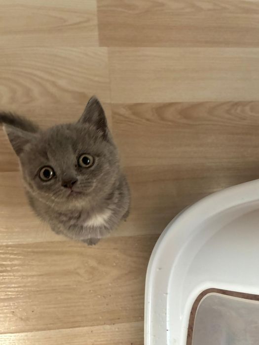 Vanz pui  british shorthair