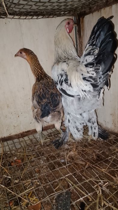 Xuruz tovuq tuxumga tayyor