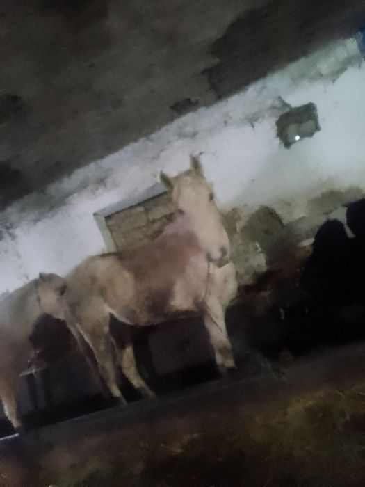 Vand noatină de 3 ani