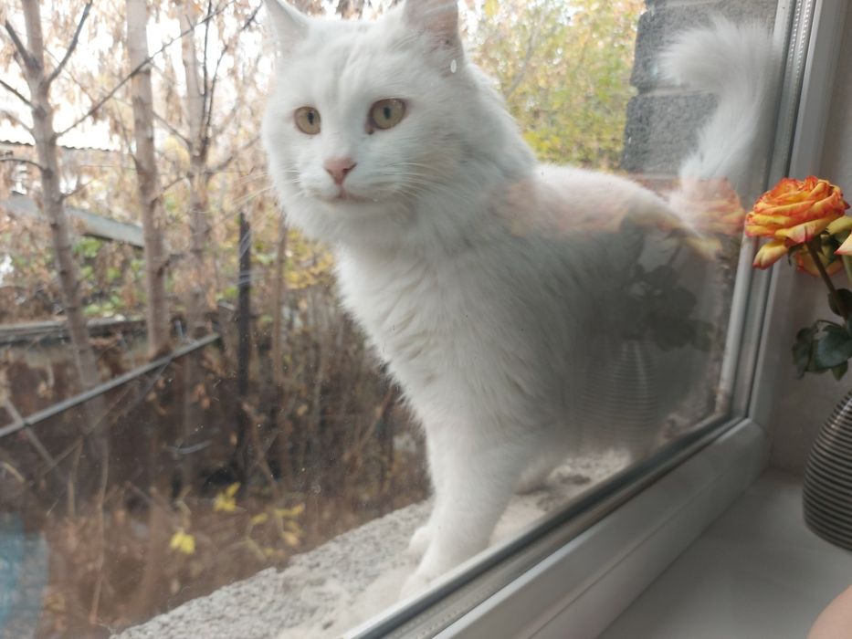 Отдам кота в добрые руки