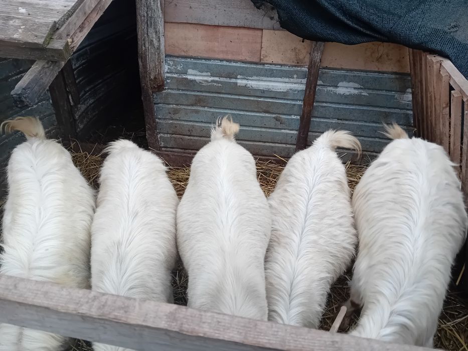 Patru capre si un tap