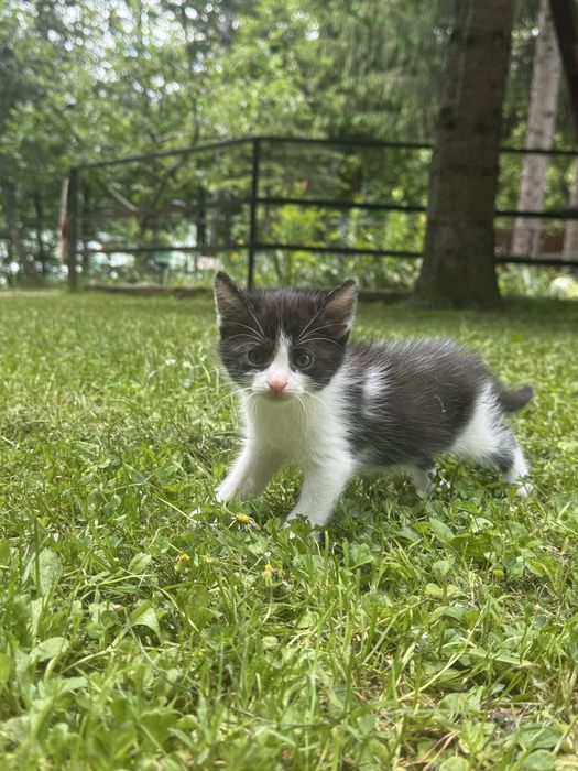 donat pisici 6 saptamani