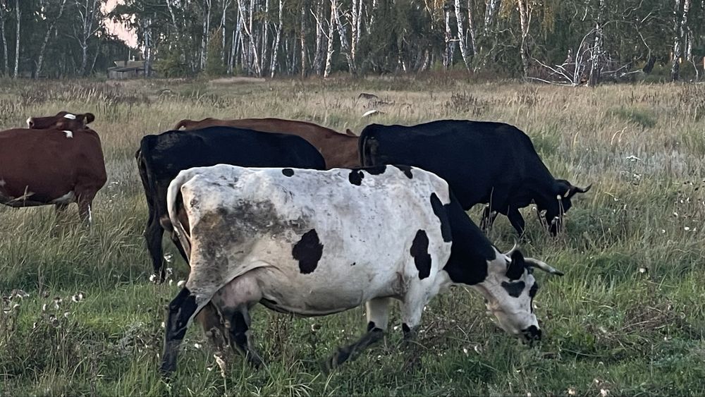 Продам все поголовье сразу
