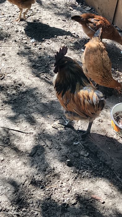 Продам петуха с черной кожей