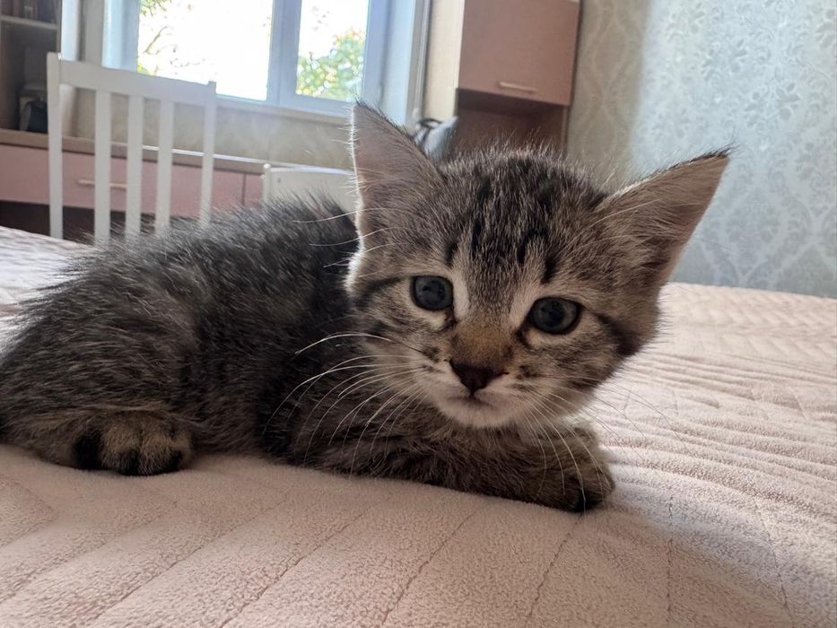 Отдам котят в добрые руки
