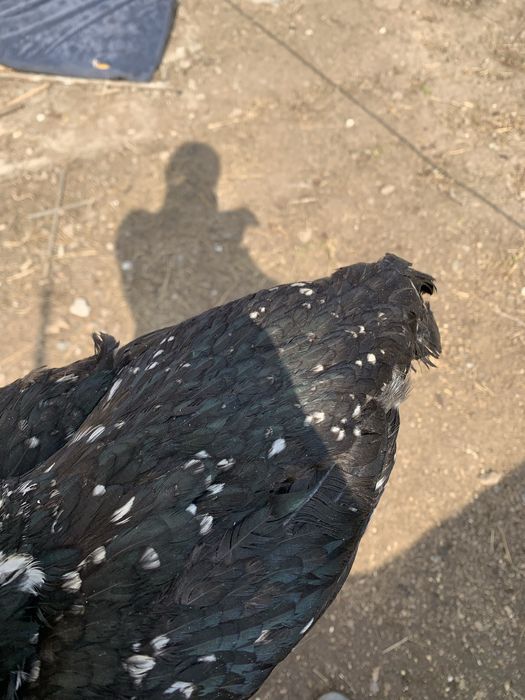 Продам даканиху чистая китаянка