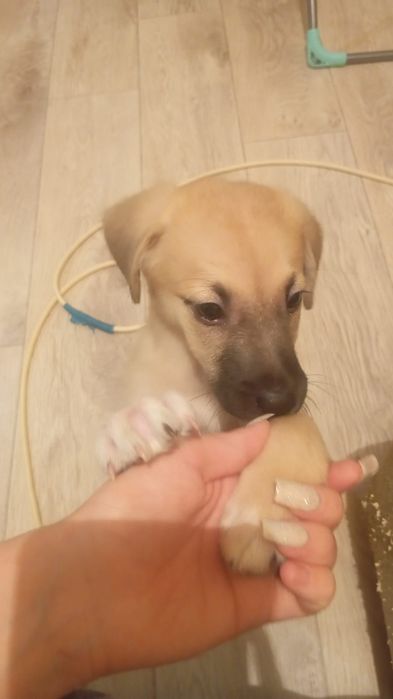 Отдам в хорошие руки