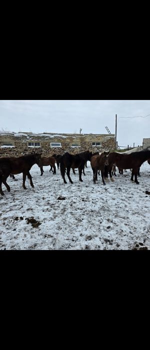 Семыз тайлар оптом