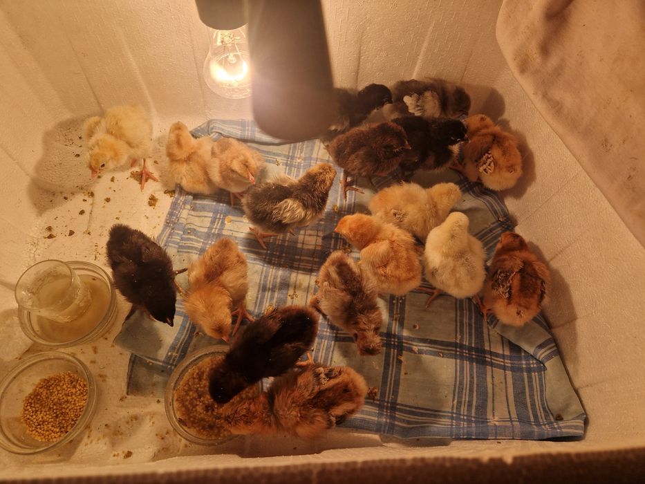 Продам цыплят,утят,гусят.